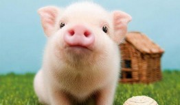 娱乐吃瓜酱猪猪,揭秘娱乐圈那些不为人知的幕后故事